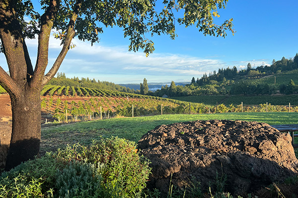Why Volcanic Soil Makes Better Wine: The Secret Behind Exceptional Vineyards